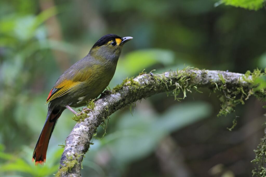 The critically endangered Bugun Liocichla is found only in Arunachal Pradesh.